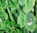 Bells of Ireland / Moluccella laevis